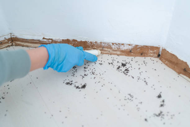 Best Pest Prevention Services  in Level Park Oak Park, MI